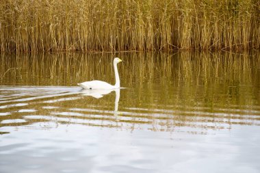 Denizde kuğu sazlıkların arka planında yüzer.