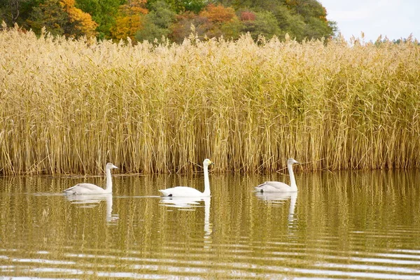 Swans family on the sea are swimming against the background of reeds — Stock Photo, Image