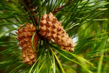 Çam kozalaklı güzel bir dal. Çam ağacından yeşil bir dalın iğnelerinin makro fotoğrafı
