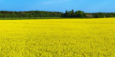 Sarı kolza tarlası. Sarı kolza tohumu tarlasının geniş açılı manzarası. Sarı kanola alanı.