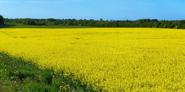 黄色の菜の花畑。黄色の菜の花畑の美しいフィールドの広い角度ビュー。黄色の菜の花畑. — ストック写真