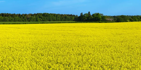 Żółte pole rzepaku. Szeroki kąt widzenia na piękne pole żółtego pola rzepaku. Żółte pole rzepaku. — Zdjęcie stockowe