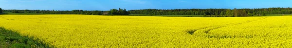 Sárga repcemező. Széles látószögű kilátás egy gyönyörű területen a sárga repcemagmező. Sárga repcemező. — Stock Fotó