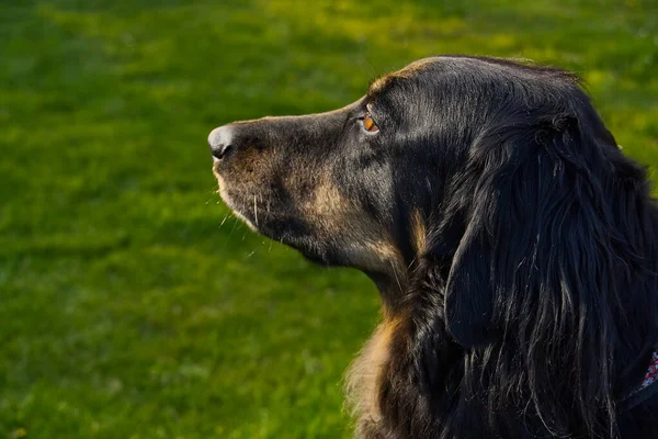 Mutlu siyah ve turuncu bir Hovawart köpeğinin portresi. Hovawart dişisi yakın plan. takvim, poster, baskı kapağı için siyah köpek portresi. — Stok fotoğraf