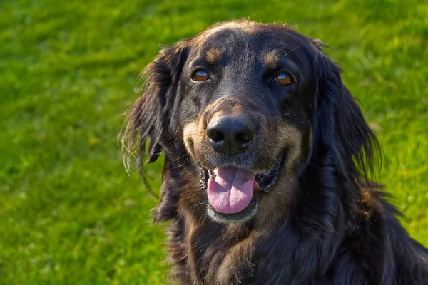 Mutlu siyah ve turuncu bir Hovawart köpeğinin portresi. Hovawart dişisi yakın plan. takvim, poster, baskı kapağı için siyah köpek portresi. — Stok fotoğraf