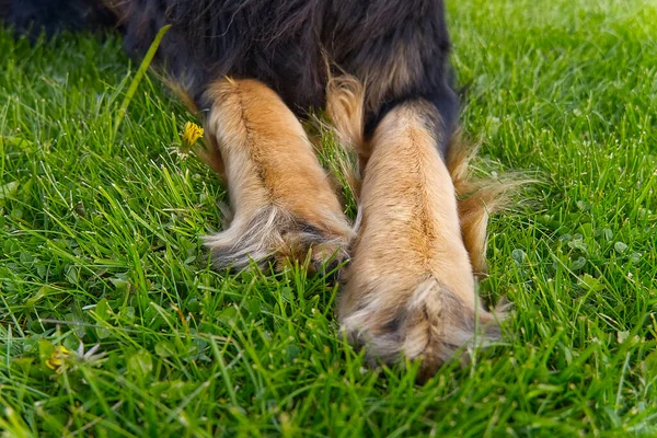 Bir köpeğin ön pençeleri, yeşil çimenlerin arka planına yakın plan. Hovawart köpek pençeleri yakın plan. — Stok fotoğraf