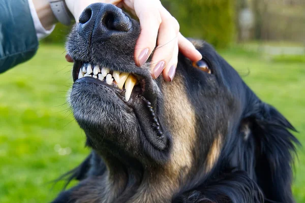 Köpeğin dişlerini kontrol ediyorum. Hovawart dişi köpeğinin portresi siyah ve turuncu. Yakın plan. köpek portresi. — Stok fotoğraf