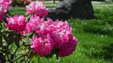Güneşli bir günde çiçek açan pembe rhododendron. Pembe rhododendronlar rüzgarda sallanıyor.