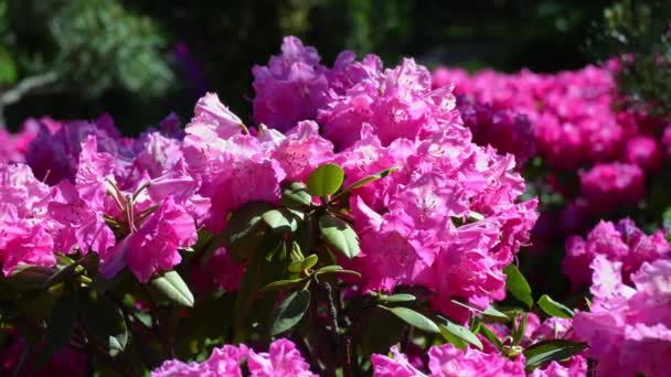 Ανθισμένο ροζ ροδόδεντρο σε ηλιόλουστη μέρα. ροζ ροδόδενδρα που λικνίζονται στον άνεμο. — Αρχείο Βίντεο