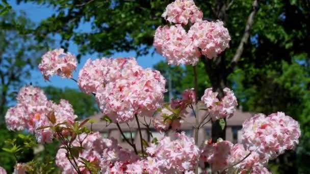 Virágzó rózsa rododendron a napsütéses napon. rózsa rododendronok ringatóznak a szélben. Rododendron közelkép — Stock videók