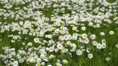 Beyaz papatya tarlası. Rüzgarda sallanan beyaz papatya tarlaları.