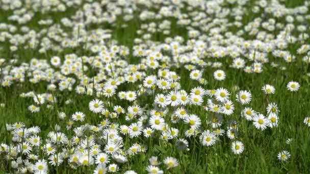 Weißes Gänseblümchenfeld. Feld weißer Gänseblümchen im Wind, die aus nächster Nähe schaukeln. — Stockvideo