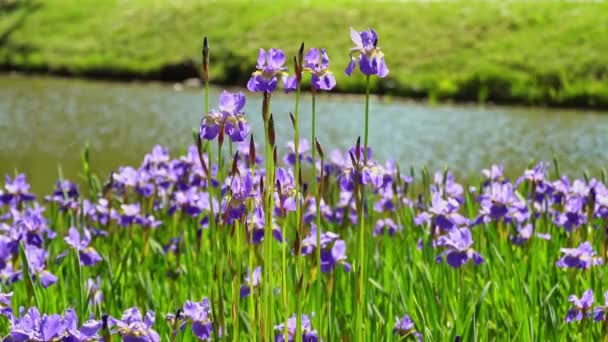 Krásná fialová květina - duhovka kvetoucí v zahradě u jezera. duhovky květiny v letním parku u jezera, kymácející se ve větru. — Stock video