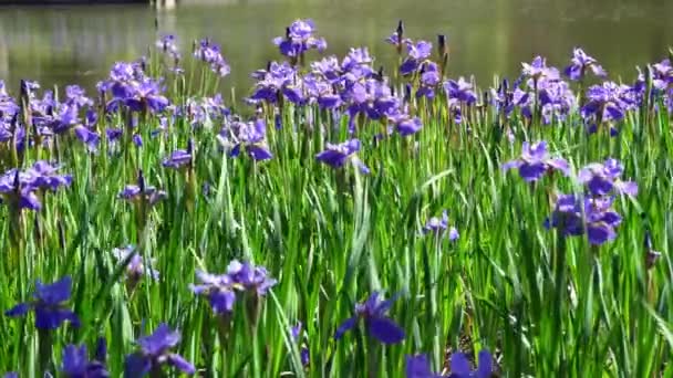 Mooie violette bloem - iris bloeien in de tuin in de buurt van het meer. irissen bloemen in een zomer park bij het meer, zwaaiend in de wind. — Stockvideo