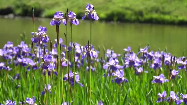 Hermosa flor violeta - iris floreciendo en el jardín cerca del lago. iris flores en un parque de verano junto al lago, balanceándose en el viento . — Vídeo de stock