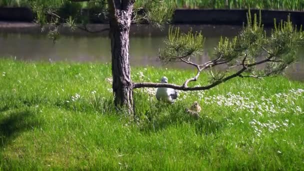 Mamma fiskmås med två brudar som är några dagar gamla. fiskmås med kycklingar under en tall. — Stockvideo