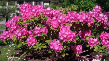 Güneşli bir günde çiçek açan pembe rhododendron. Pembe rhododendronlar rüzgarda sallanıyor.