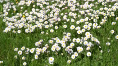 Beyaz papatya tarlası. Rüzgarda sallanan beyaz papatya tarlaları.