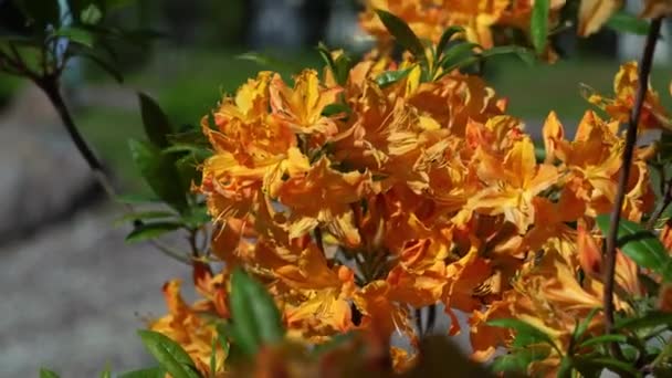 Blommande orange rhododendron i solig dag. Apelsin rhododendron svajar i vinden. — Stockvideo