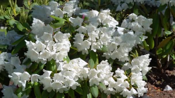 Flowering white rhododendron in sunny day. white rhododendrons swaying in the wind. — Stock Video