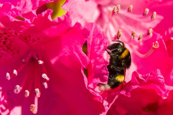 Eine Hummel sitzt auf einer roten Rhododendronblume. — Stockfoto