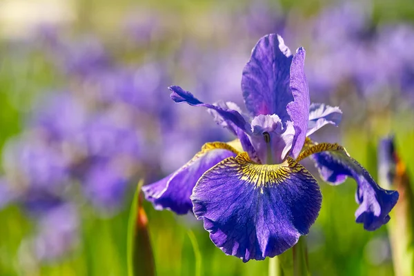 紫色のアヤメの花を閉じます。青い花の虹彩-自然夏の日当たりの良い背景。ボケとソフトフォーカス. — ストック写真