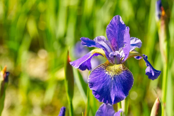 紫色のアヤメの花を閉じます。青い花の虹彩-自然夏の日当たりの良い背景。ボケとソフトフォーカス. — ストック写真