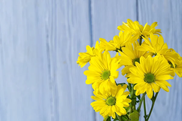 Piękne Świeże Żółte Chryzantemy Niebieskim Drewnianym Tle Strzał Bliska Żółte — Zdjęcie stockowe