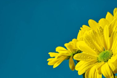 Güzel sarı kasımpatı, yakın çekim, sarı papatya çiçekleri Türk renklerinde izole edilmiş..