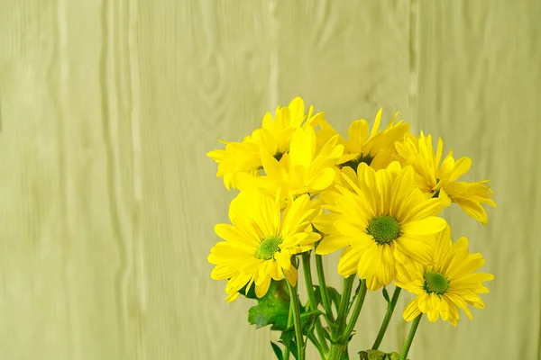 Piękne świeże żółte chryzantemy na jasnozielonym drewnianym tle, strzał z bliska, żółte stokrotki kwiaty. — Zdjęcie stockowe
