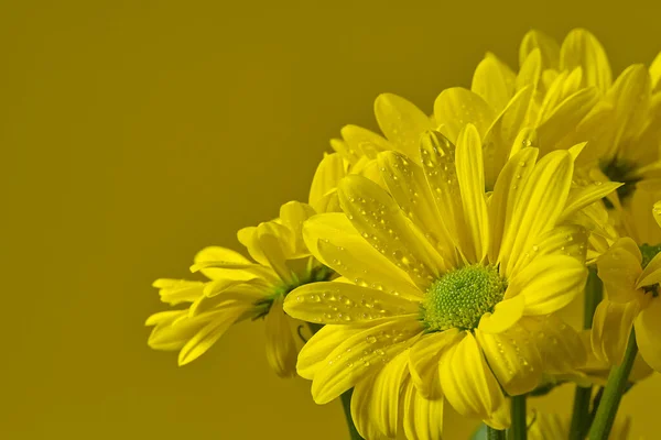 Όμορφο φρέσκο κίτρινο χρυσάνθεμο, κοντινό πλάνο, κίτρινα λουλούδια μαργαρίτες απομονωμένα σε κίτρινο φόντο. — Φωτογραφία Αρχείου