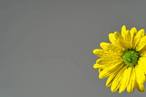 Μονόχρωμο φρέσκο κίτρινο χρυσάνθεμο, κοντινό πλάνο, κίτρινα άνθη μαργαρίτες απομονωμένα σε γκρι. — Φωτογραφία Αρχείου
