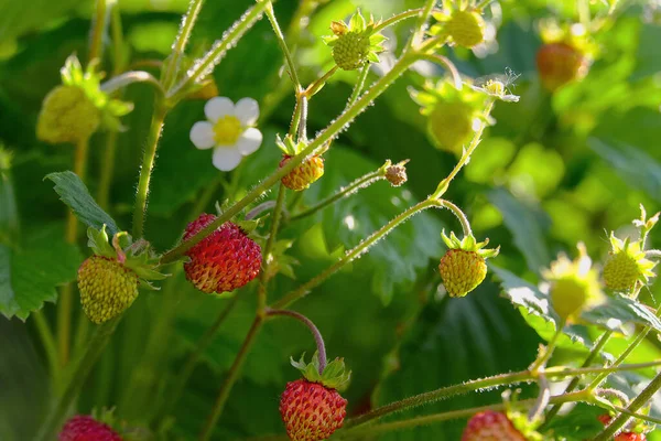 Red Fragaria Or Wild Strawberries, Growing Organic Wild Fragaria . Ripe Berry In Garden. Natural Organic Healthy Food Concept. selective focus. — Stock Photo, Image