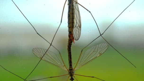 Twee Kraanvogel, pappie-longlegs, paring, op het raam. voortplanting van muggen op het raam, close-up. — Stockvideo