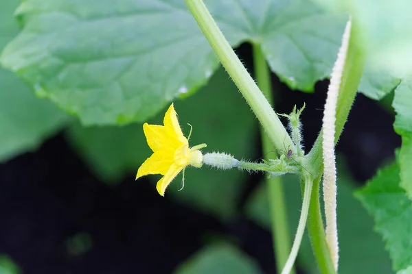 Pequeno pepino com flor amarela e tendris . — Fotografia de Stock
