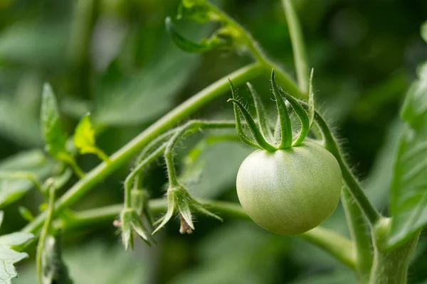 Unripe Green Tomatoes in a greenhouse, DIY cultivation concept. Royalty Free Stock Images