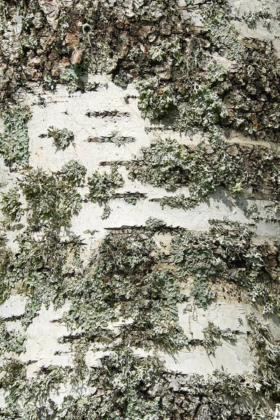 Textura de corteza de abedul blanco con primer plano de musgo . —  Fotos de Stock