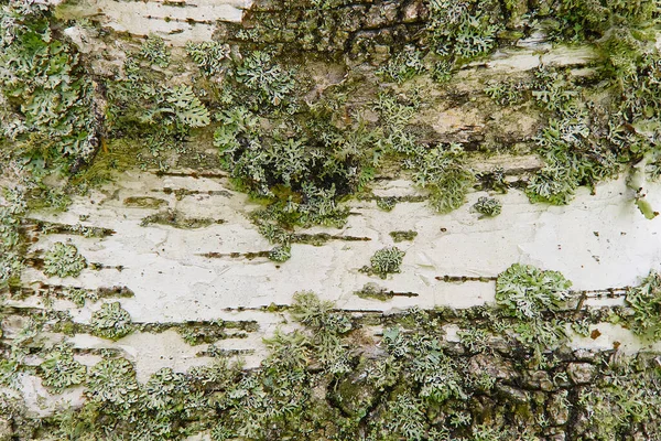 Λευκή υφή φλοιού σημύδας με βρύα close-up. — Φωτογραφία Αρχείου