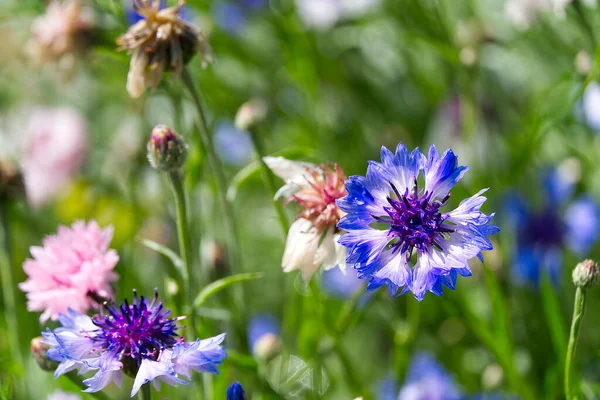 開花する山の雑草セントーリア・モンタナ、エストニアの国花はコーンフラワーです。. — ストック写真