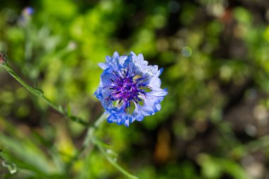 Çiçek açan dağ knapweed 'i Centaurea montana, Estonya ulusal çiçeği.