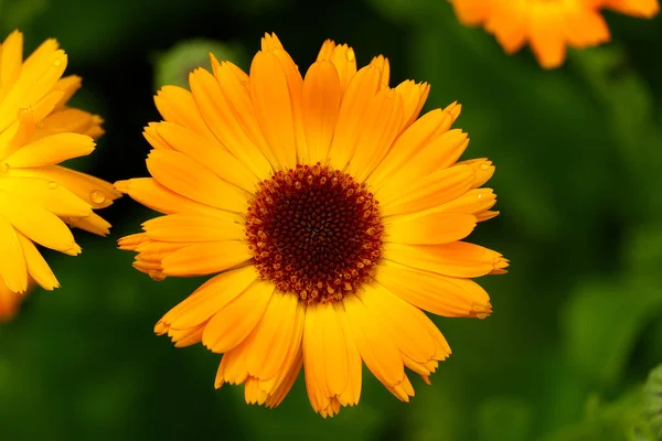 Calendula kwiat z liśćmi, Calendula officinalis lub angielski marigold na rozmytym zielonym tle. Zbliżenie makro ziół kalendula leczniczych. — Zdjęcie stockowe