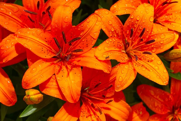 Naranja flor de lirio primer plano brote en el jardín . — Foto de Stock