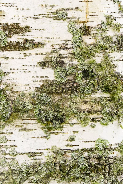 Textura de corteza de abedul blanco con primer plano de musgo . — Foto de Stock