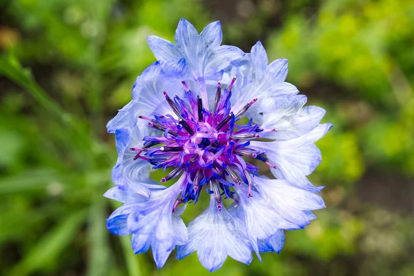 青い花のマクロ撮影。ナップウィード・セントーリア・モンタナはエストニアの国花です. — ストック写真