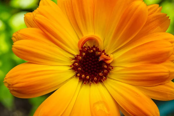 Μακρο σουτ του λουλουδιού Calendula, Calendula officinalis ή αγγλική marigold σε θολή πράσινο φόντο. — Φωτογραφία Αρχείου