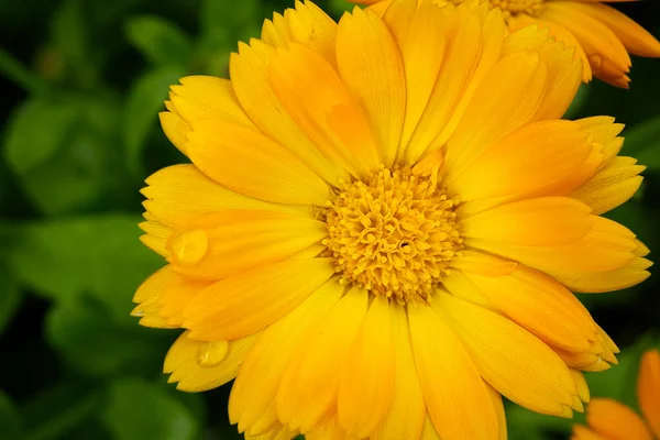 Μακρο σουτ του λουλουδιού Calendula, Calendula officinalis ή αγγλική marigold σε θολή πράσινο φόντο. — Φωτογραφία Αρχείου
