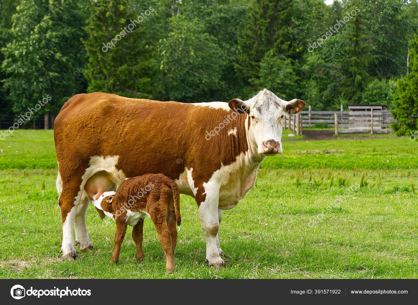Anak Sapi Minum Susu Dari Ibu Sapi Dengan Anak Sapi Yang Baru Lahir Di Rumput Hijau Padang Rumput Stok Foto C Fotoprivet 391571922