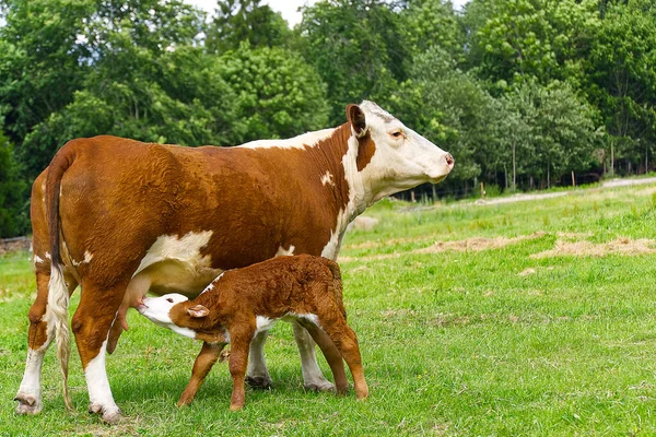 Calf drinking milkfrom mother. Cow with newborn calf on green grass of meadow. — Stock Photo, Image