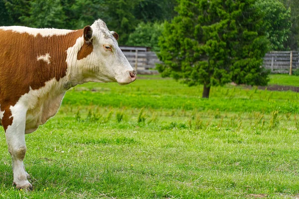 Röd ko utan horn går över sommaren gräsmark med skog på baksidan. kopieringsutrymme. — Stockfoto