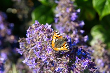 Lavanta çiçeğinin üzerinde oturan turuncu kelebek, yakın plan..